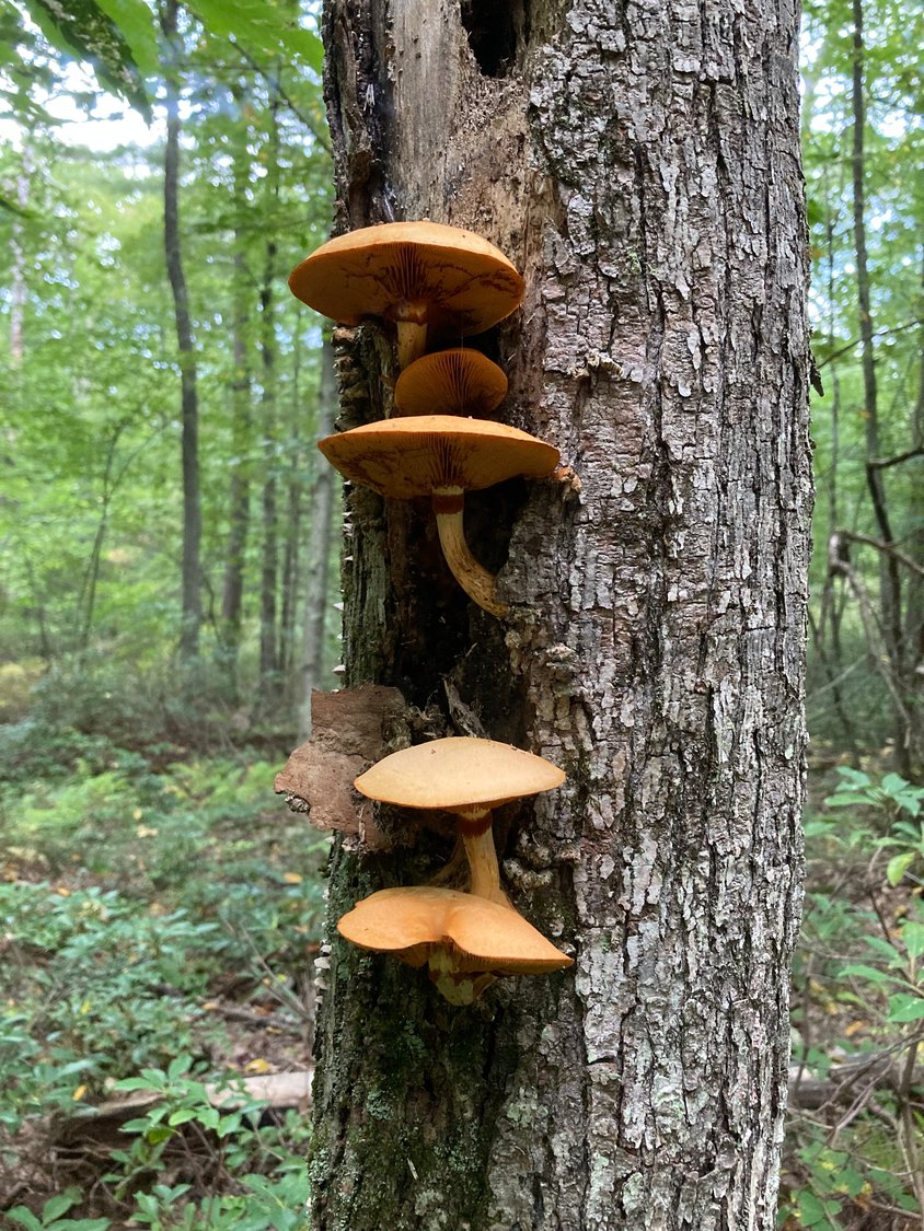 It’s fun to imagine these mushrooms emerging from a tree as a stepladder to the stars.